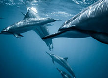 PG电子游戏官网：开启极致娱乐新纪元，体验无界乐趣